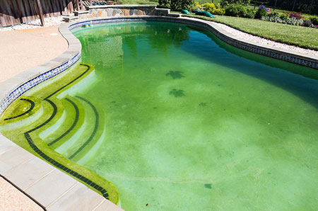 Green To Clean Pool Henderson